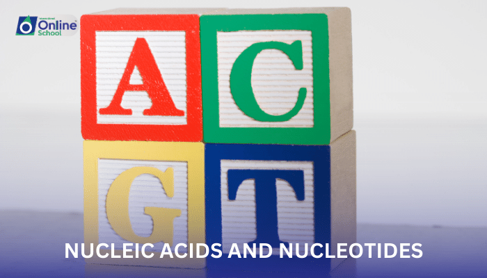 Lesson 22: Nucleic Acids and Nucleotides